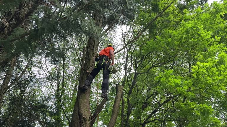 Reliable Gillette, NJ Tree Care Services Solutions